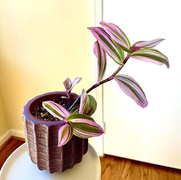 Tradescantia Zebrina in pot indoors
