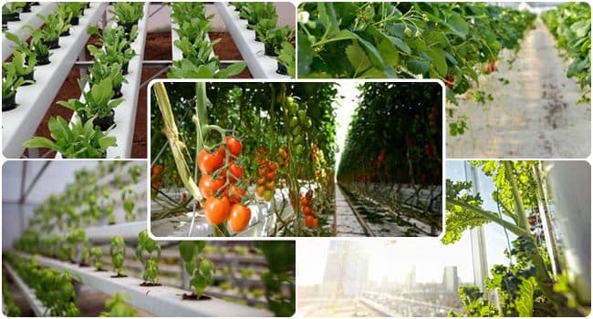 Fast Growing Hydroponic Plants